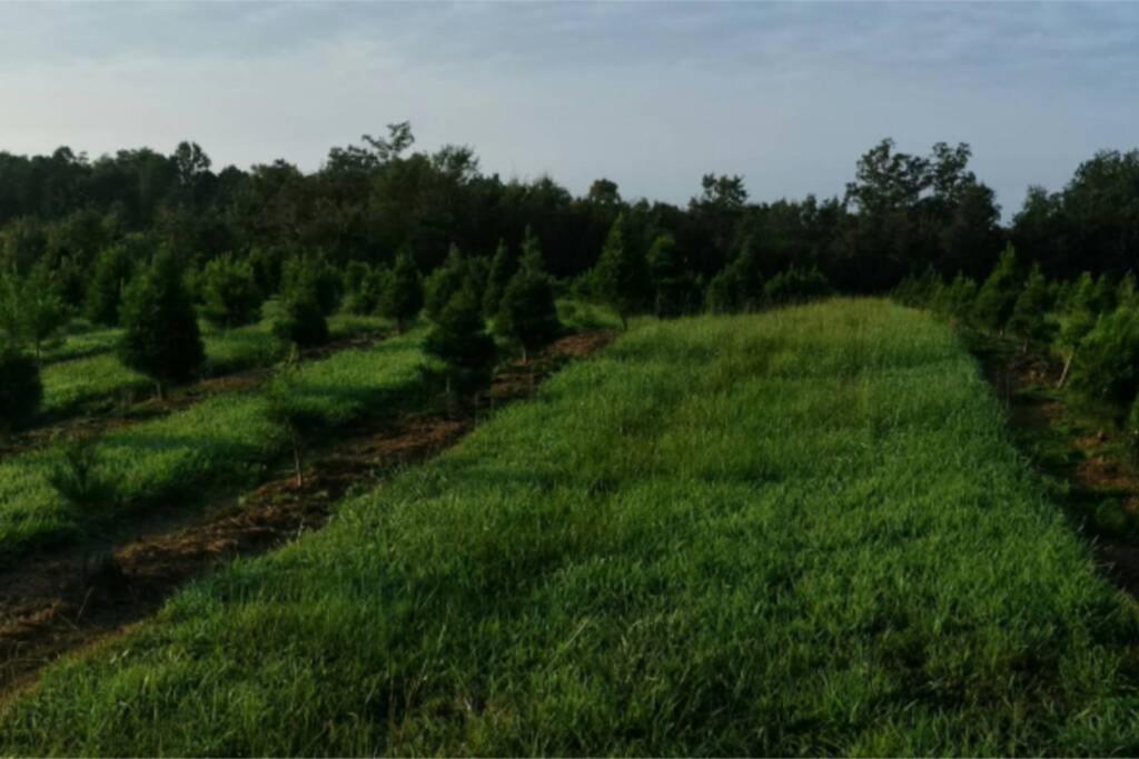 Rural Life On A Real Christmas Tree Farm! Hallmark Experience! Ozark Exterior photo