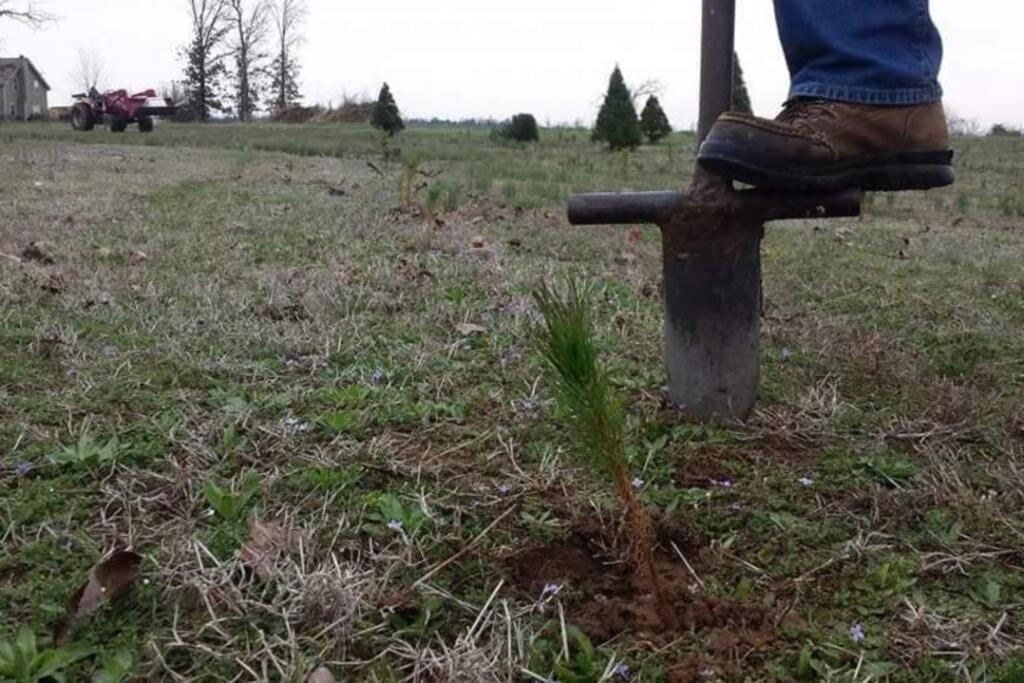 Rural Life On A Real Christmas Tree Farm! Hallmark Experience! Ozark Exterior photo