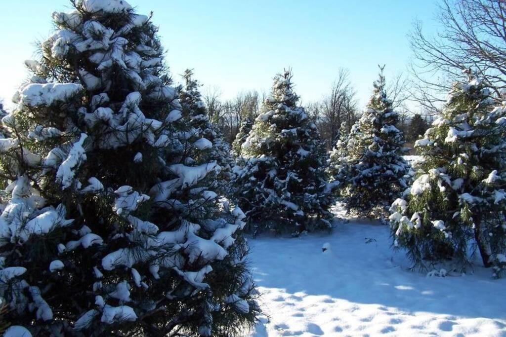 Rural Life On A Real Christmas Tree Farm! Hallmark Experience! Ozark Exterior photo