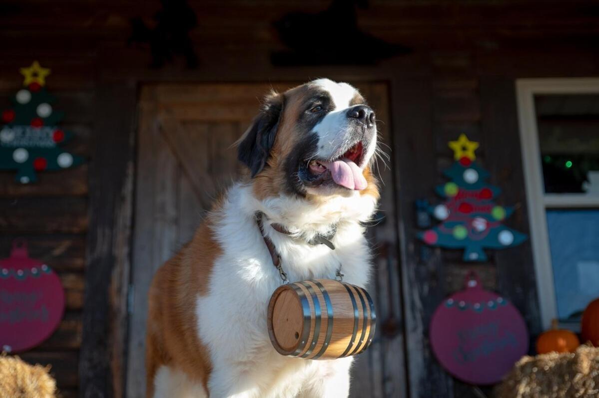 Rural Life On A Real Christmas Tree Farm! Hallmark Experience! Ozark Exterior photo
