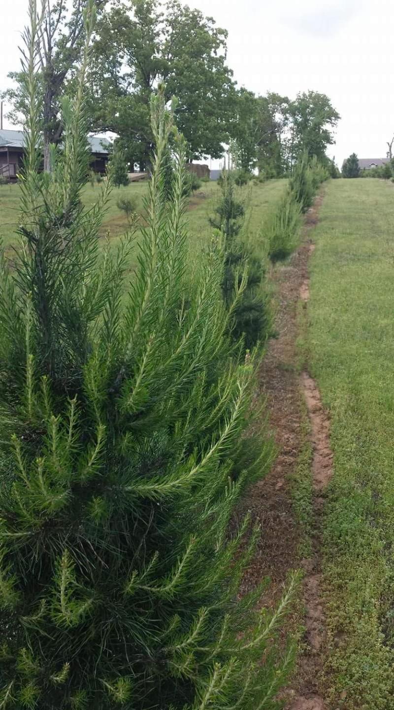 Rural Life On A Real Christmas Tree Farm! Hallmark Experience! Ozark Exterior photo