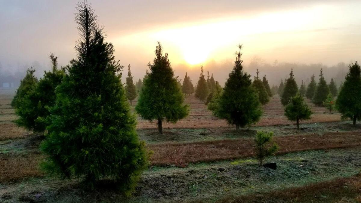Rural Life On A Real Christmas Tree Farm! Hallmark Experience! Ozark Exterior photo
