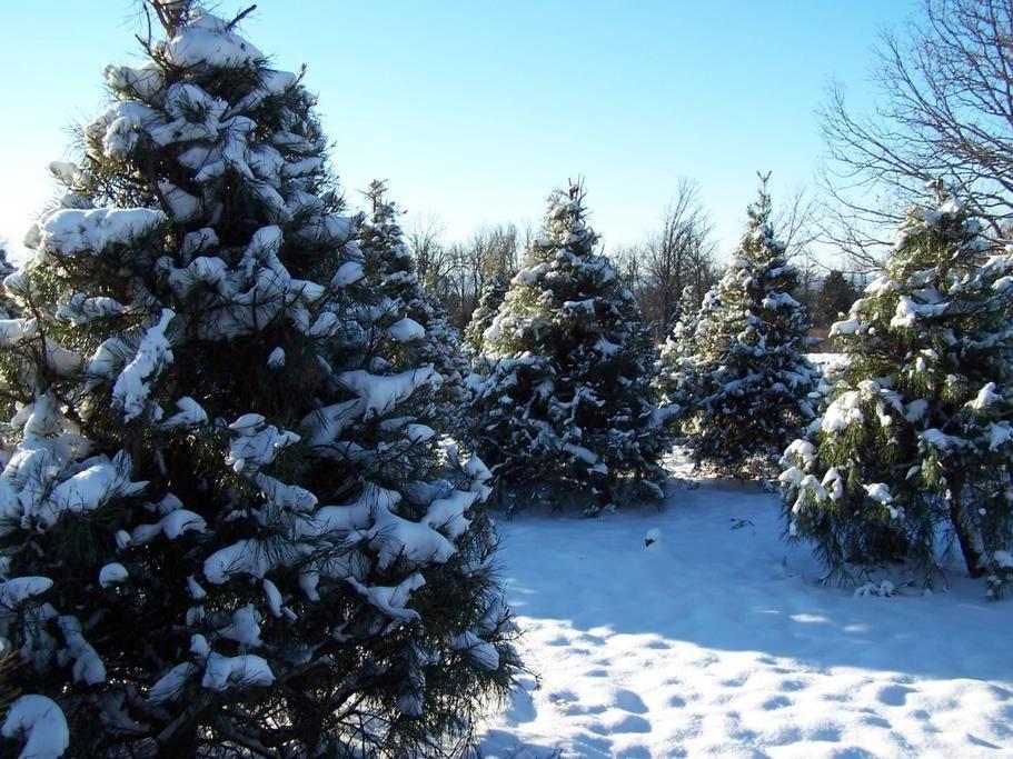 Rural Life On A Real Christmas Tree Farm! Hallmark Experience! Ozark Exterior photo