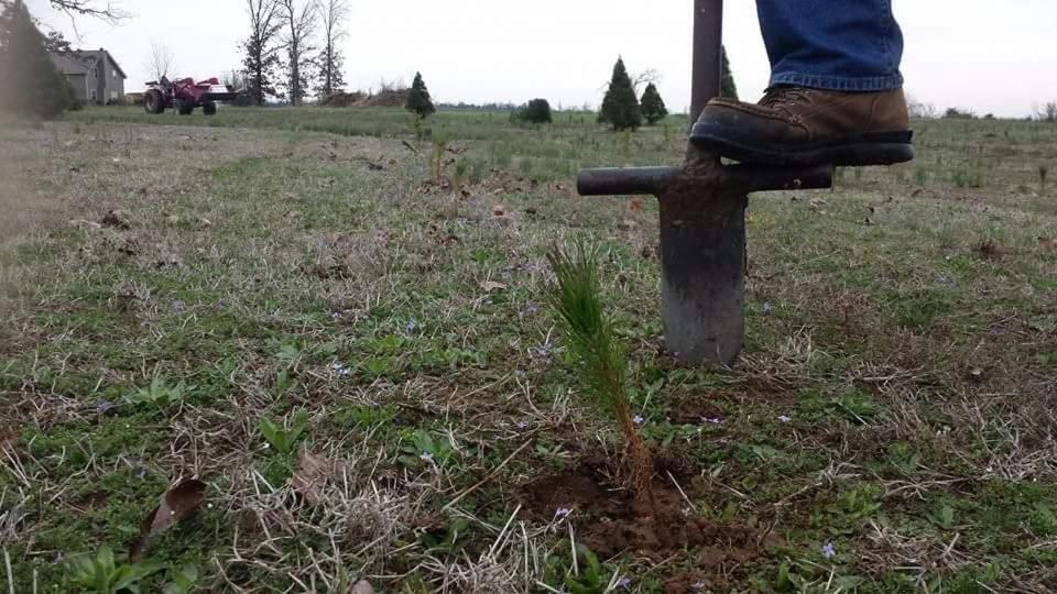 Rural Life On A Real Christmas Tree Farm! Hallmark Experience! Ozark Exterior photo