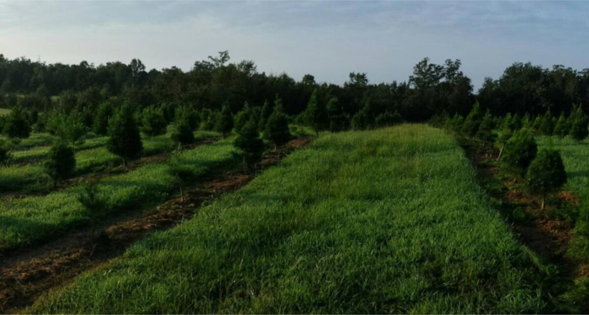 Rural Life On A Real Christmas Tree Farm! Hallmark Experience! Ozark Exterior photo